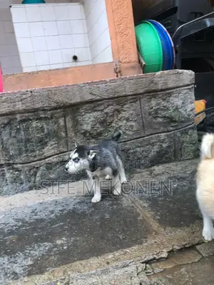 1-3 months Male Purebred Siberian Husky