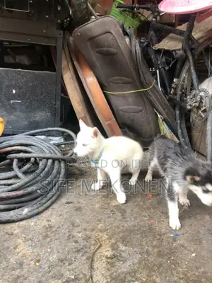 1-3 months Male Purebred Siberian Husky