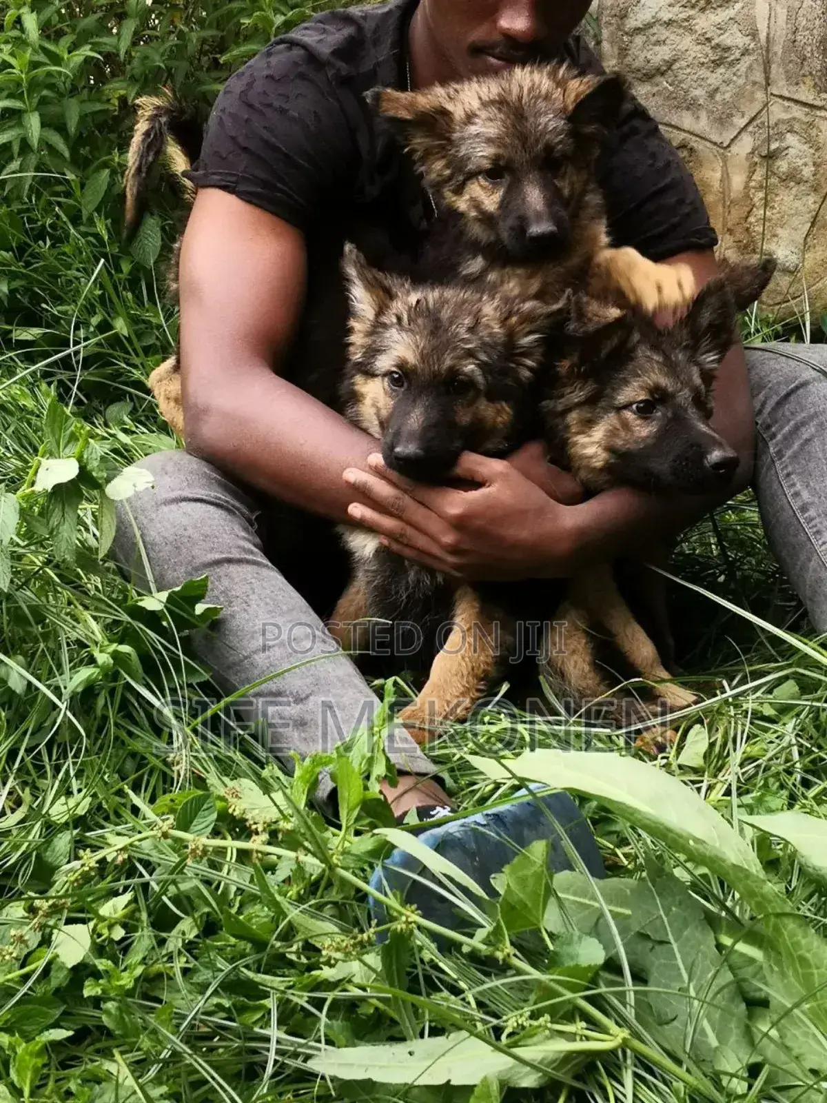 1-3 months Male Purebred German Shepherd