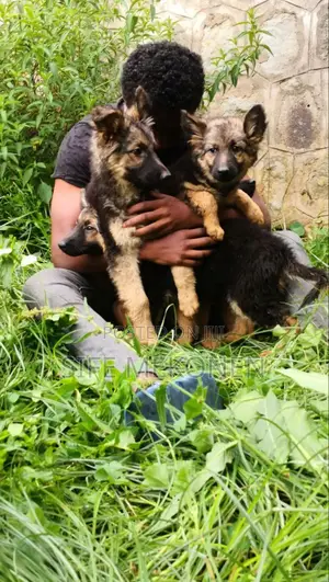 1-3 months Male Purebred German Shepherd
