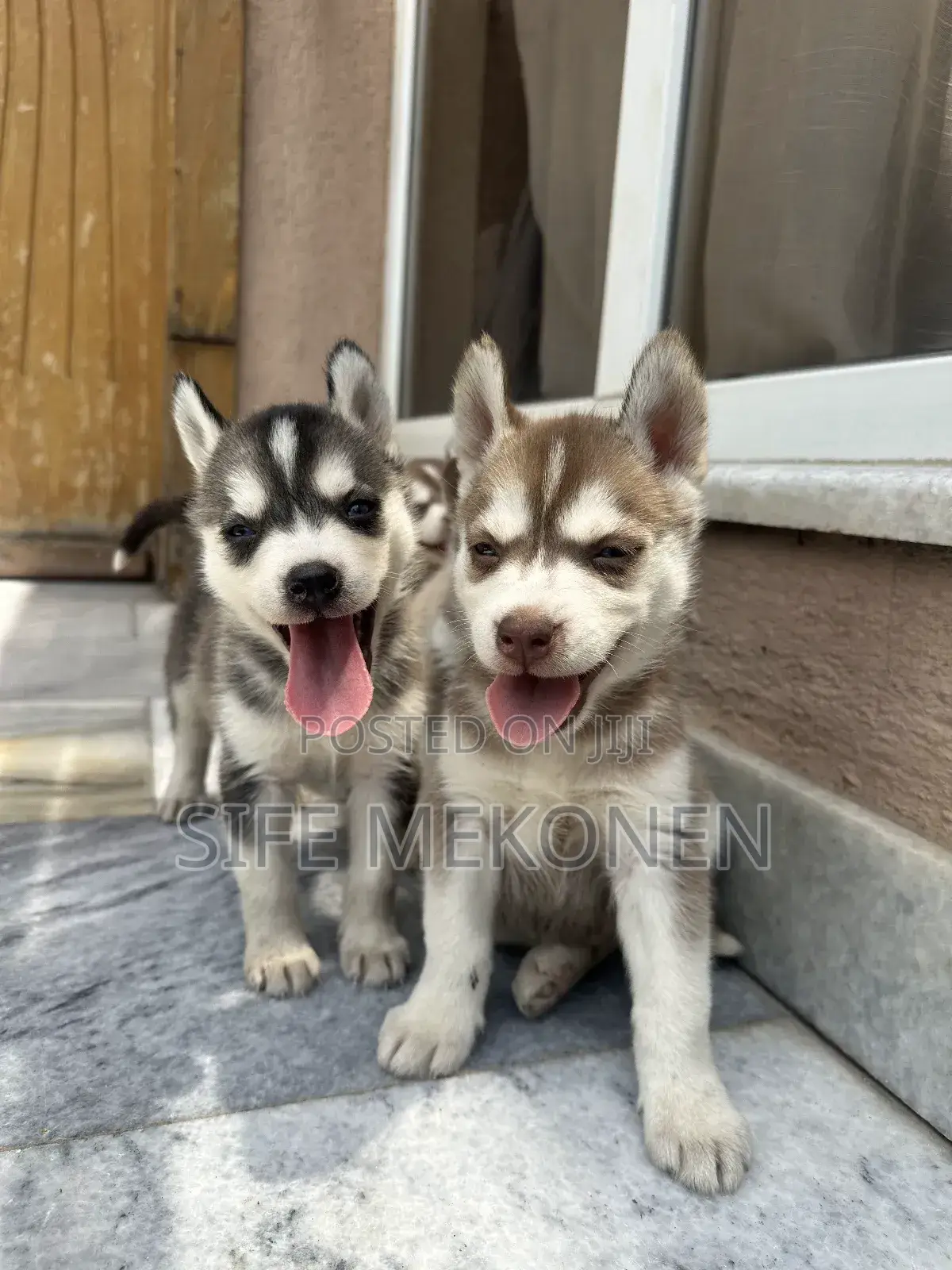 1-3 months Male Purebred Siberian Husky