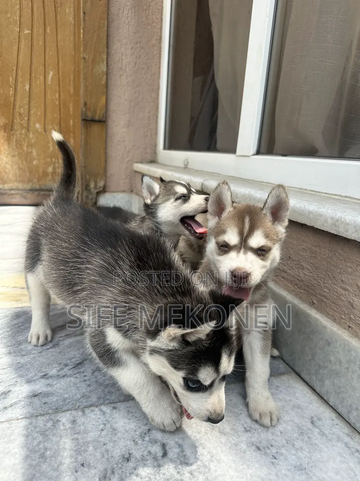 1-3 months Male Purebred Siberian Husky