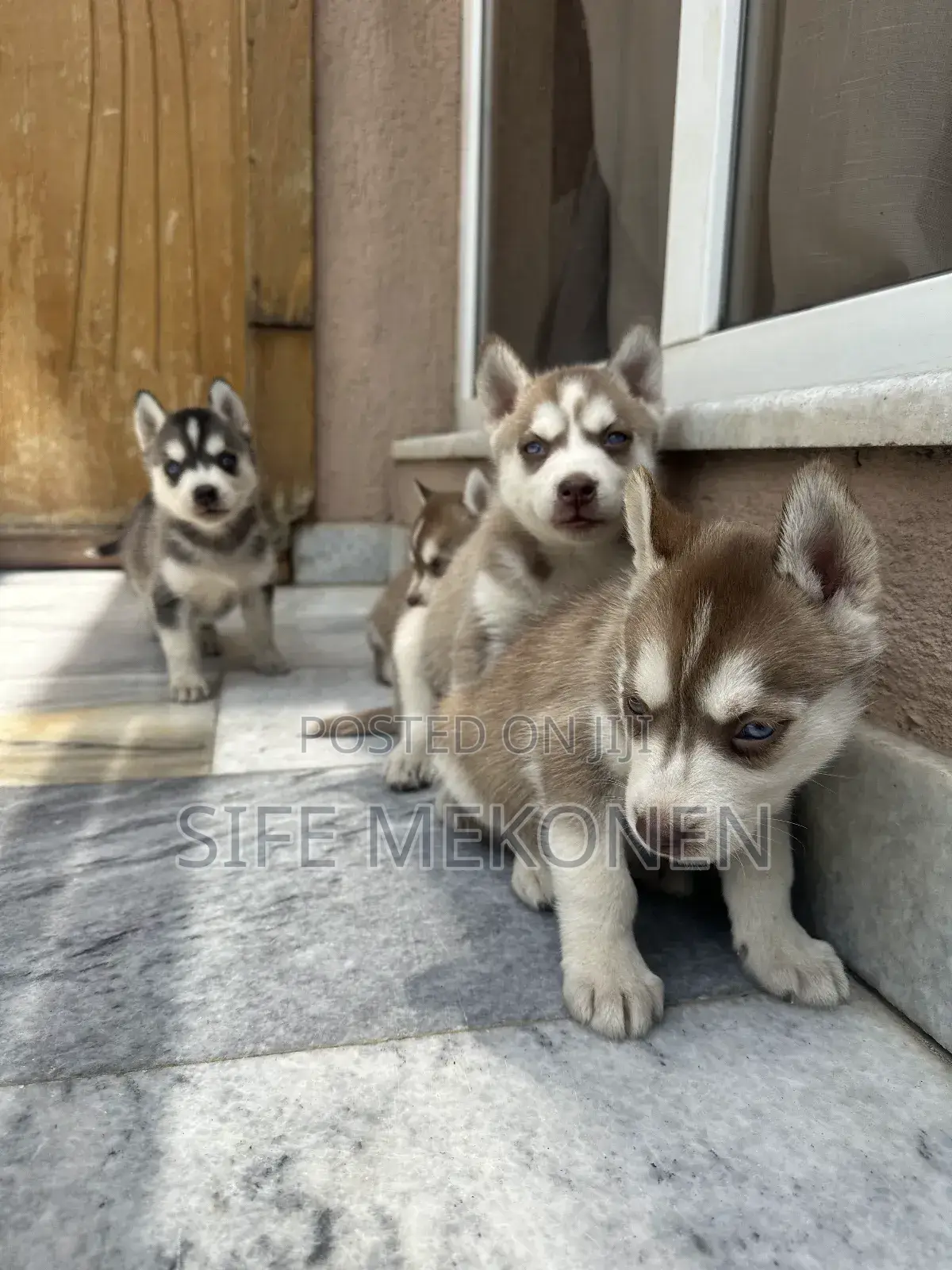 1-3 months Male Purebred Siberian Husky