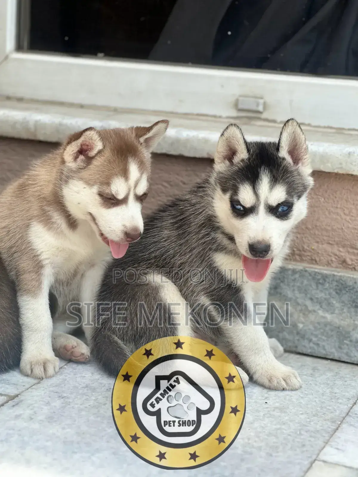 1-3 months Male Purebred Siberian Husky