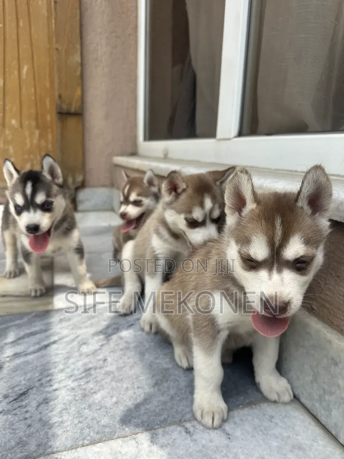 1-3 months Male Purebred Siberian Husky