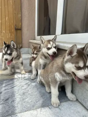 1-3 months Male Purebred Siberian Husky