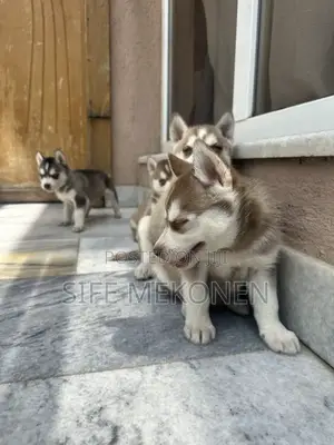 1-3 months Male Purebred Siberian Husky
