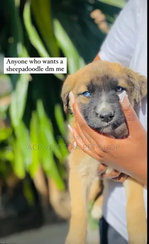 1-3 months Male Mixed Breed Labradoodle