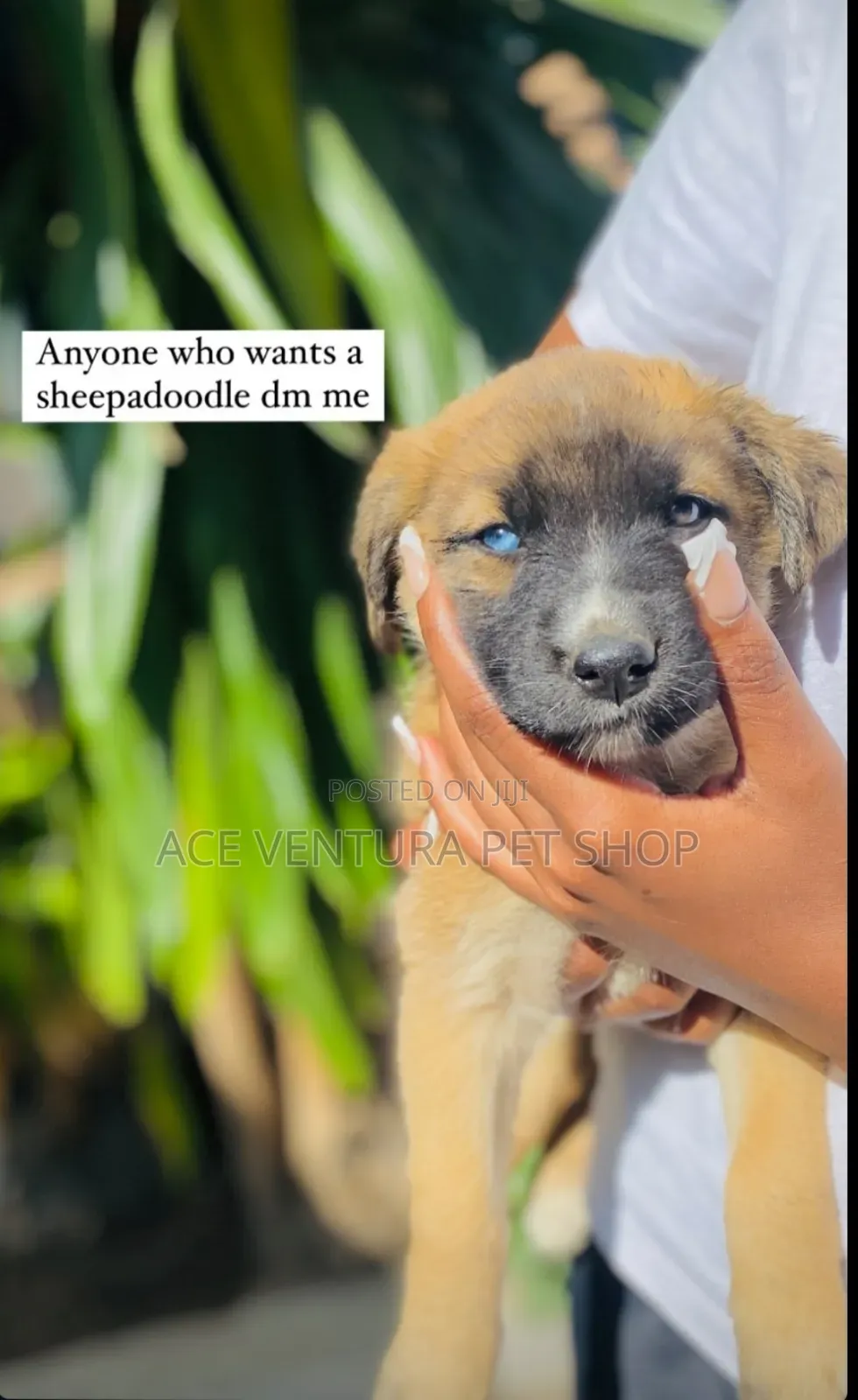 1-3 months Male Mixed Breed Labradoodle