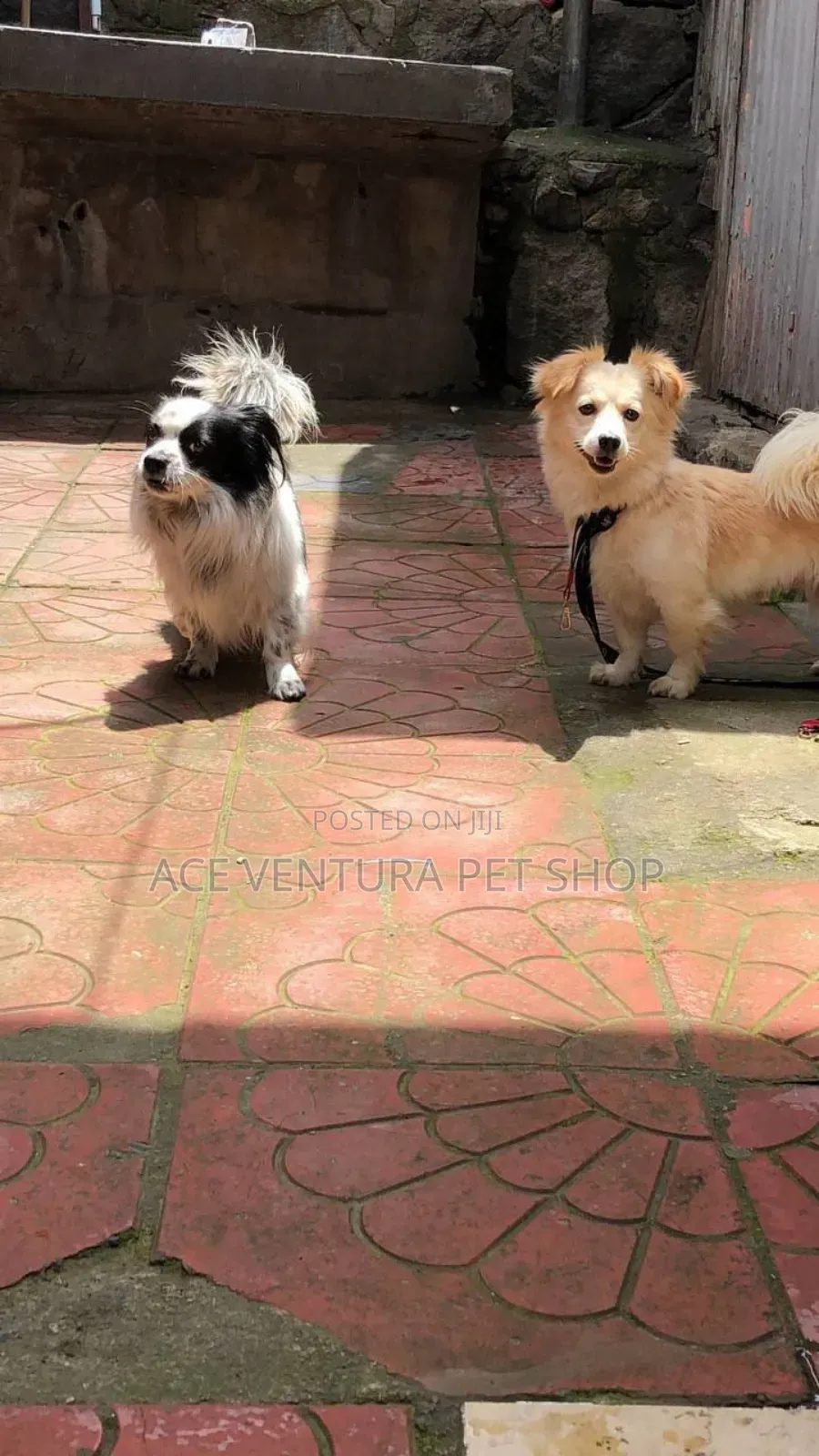 1-3 months Male Purebred Maltese