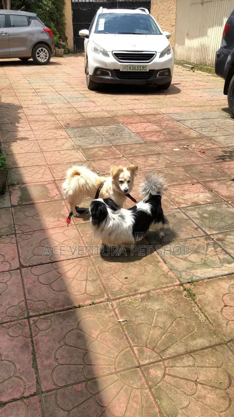 1-3 months Male Purebred Maltese