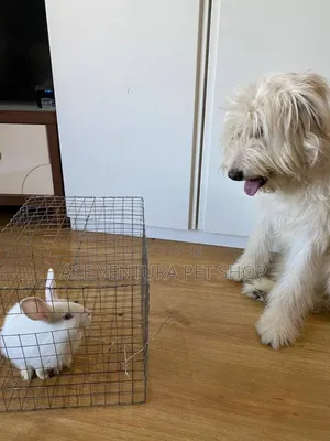 Photo - 1-3 months Male Purebred Maltese