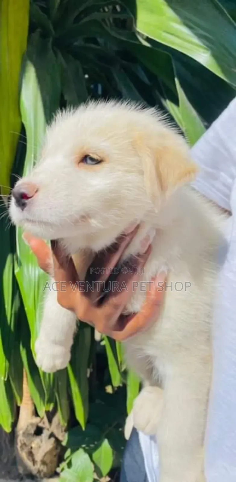 1-3 months Male Purebred Cockapoo
