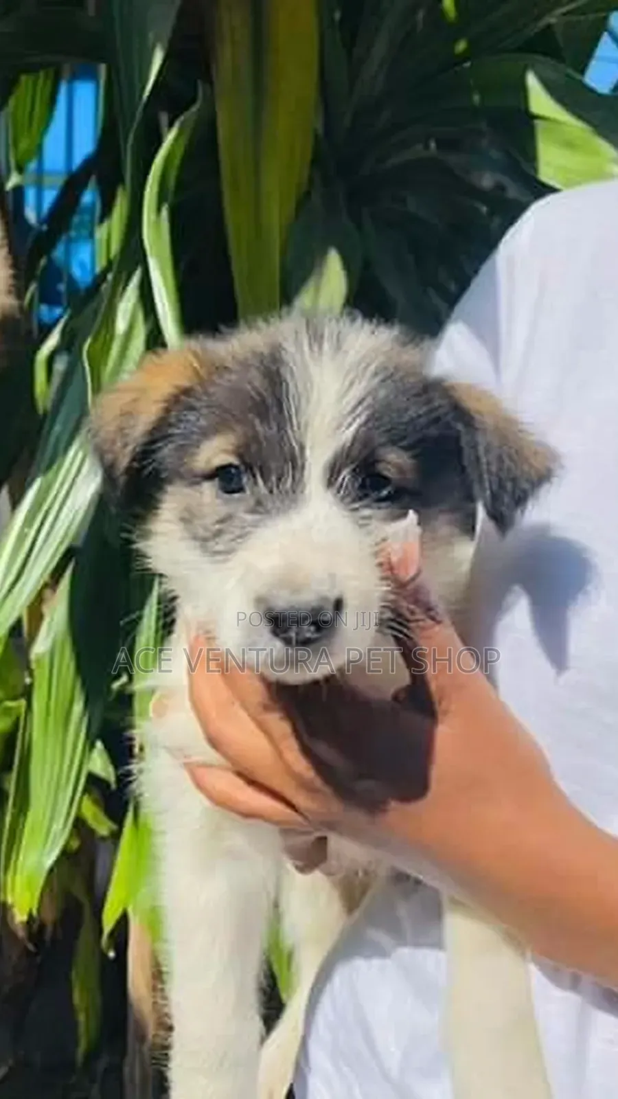 1-3 months Male Purebred Cockapoo