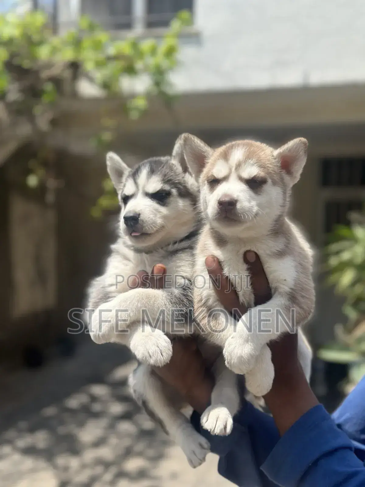 1-3 months Male Purebred Siberian Husky