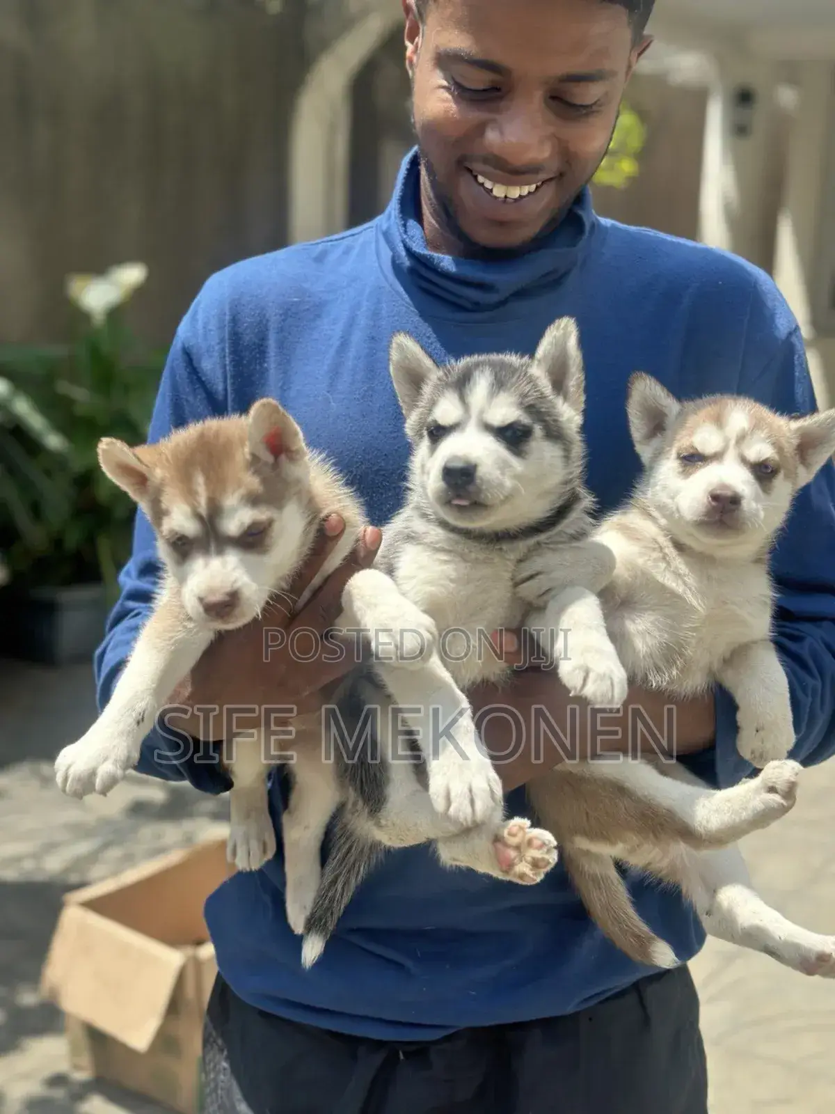 1-3 months Male Purebred Siberian Husky