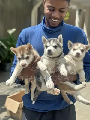 1-3 months Male Purebred Siberian Husky