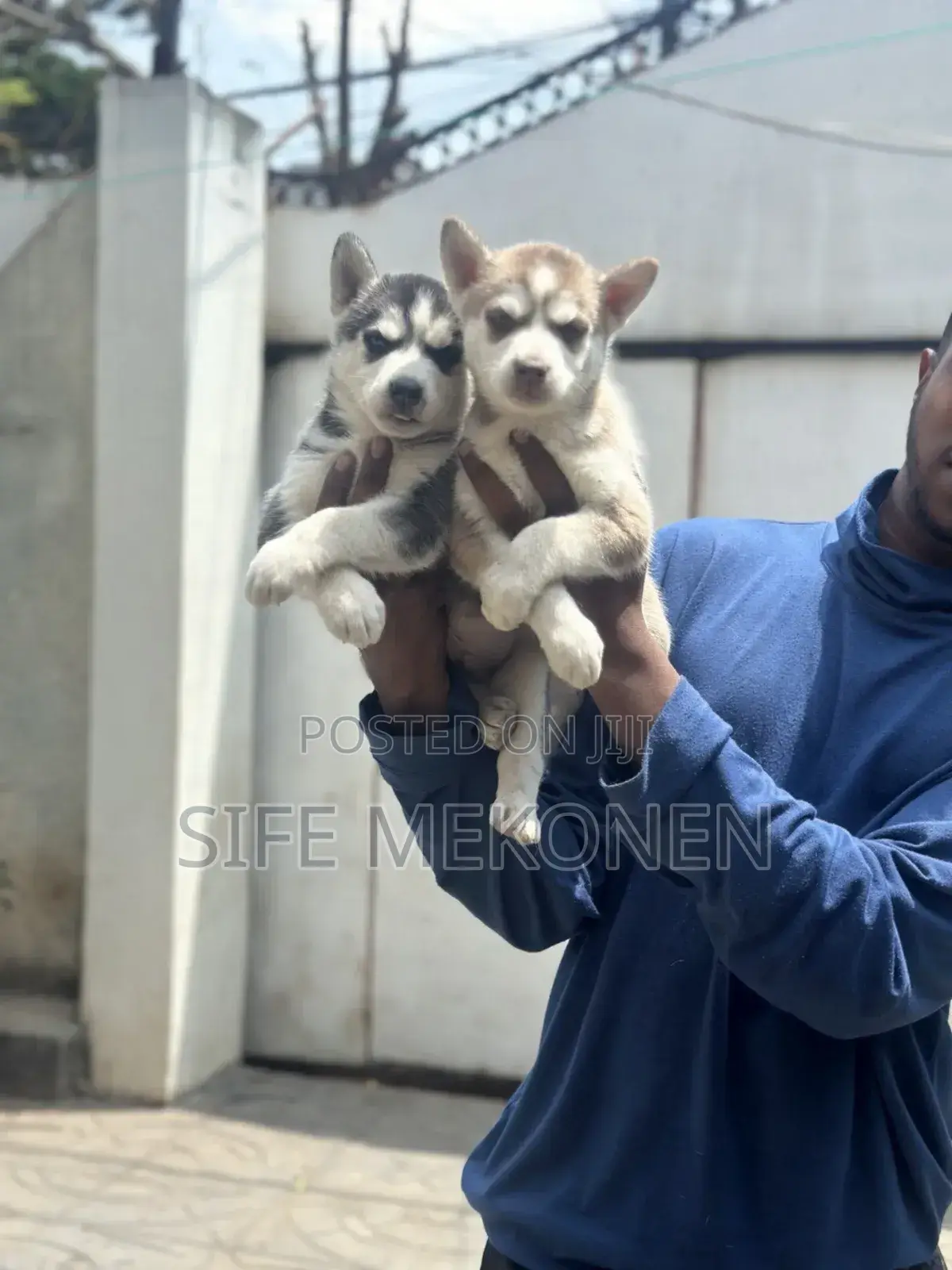 1-3 months Male Purebred Siberian Husky