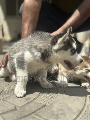 1-3 months Male Purebred Siberian Husky