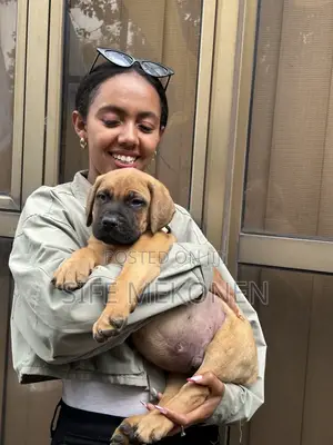 Photo - 1-3 months Male Purebred Bullmastiff