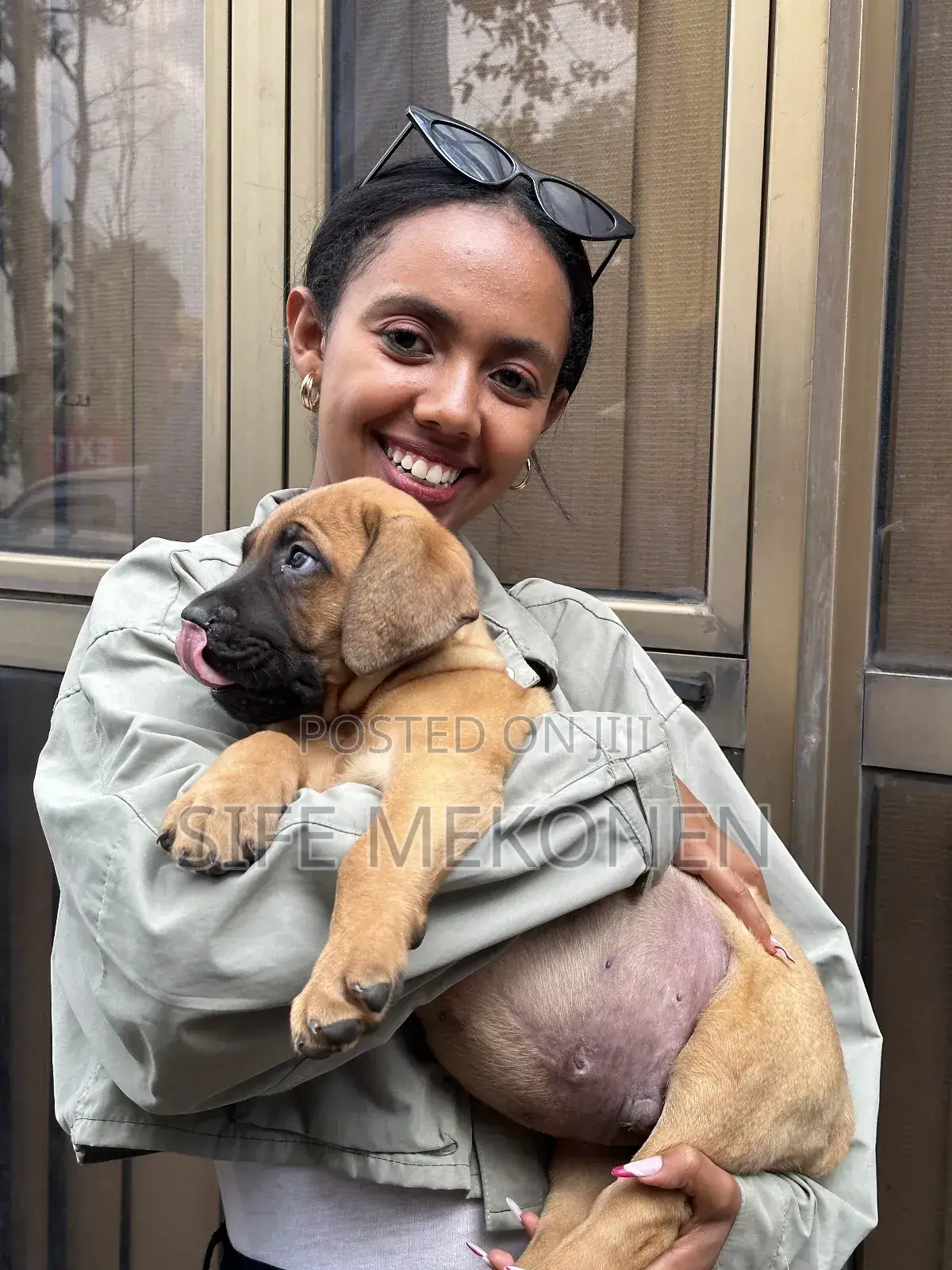 1-3 months Male Purebred Bullmastiff