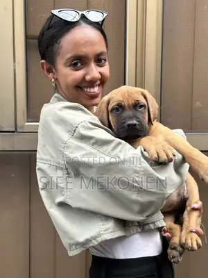 1-3 months Male Purebred Bullmastiff