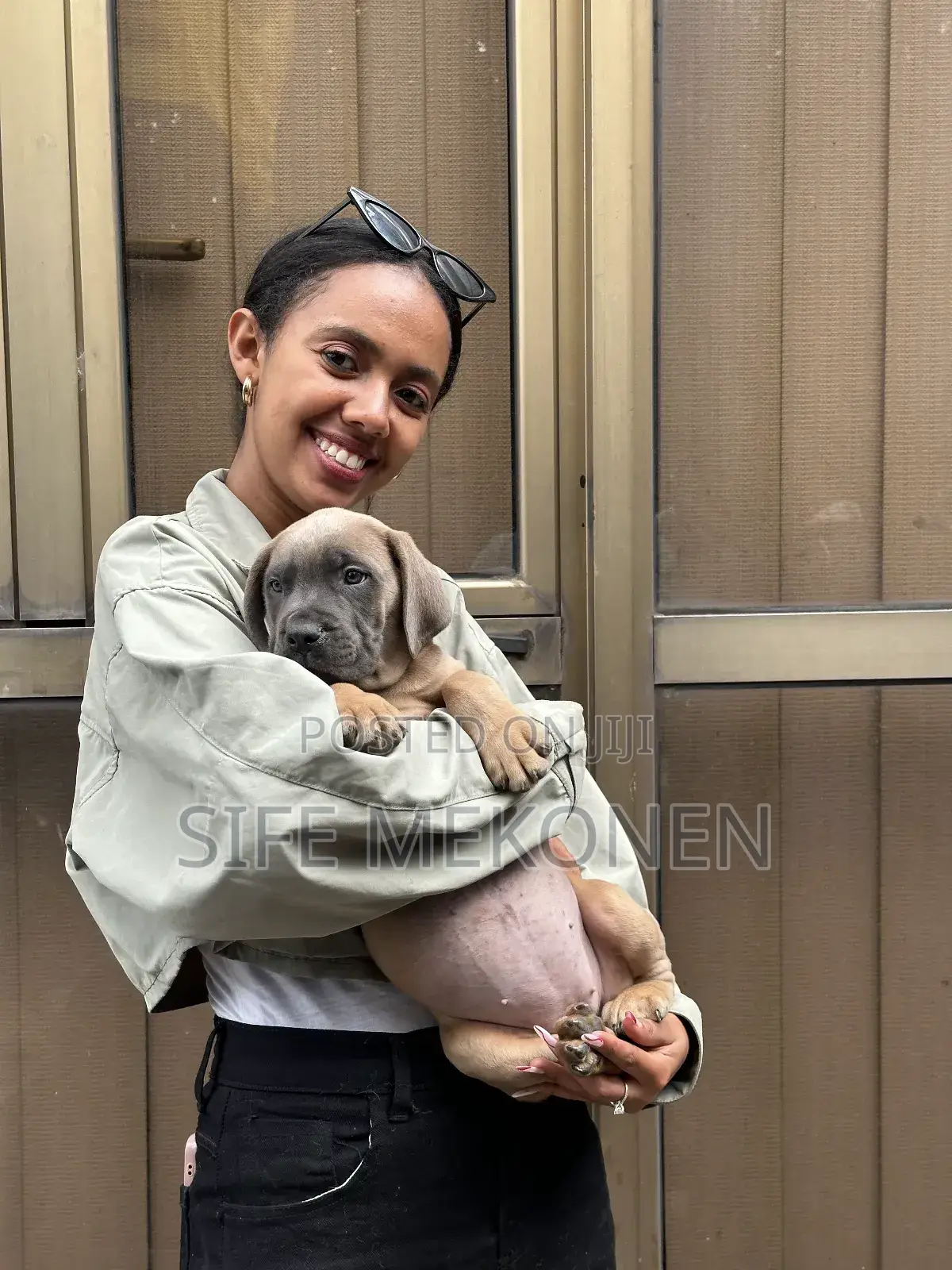 1-3 months Male Purebred Bullmastiff