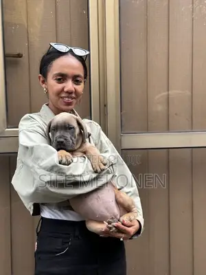 1-3 months Male Purebred Bullmastiff