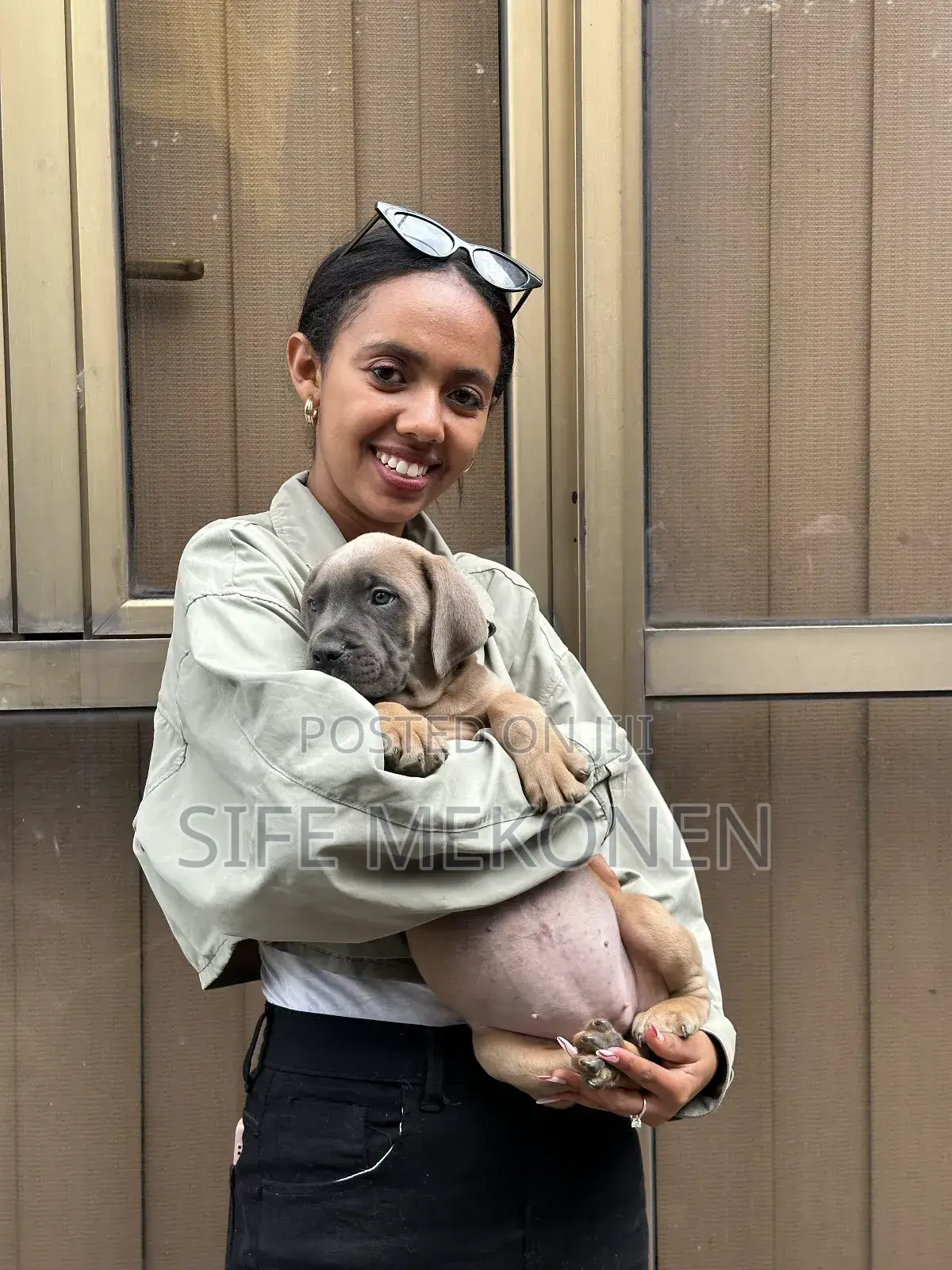 1-3 months Male Purebred Bullmastiff