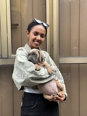 1-3 months Male Purebred Bullmastiff