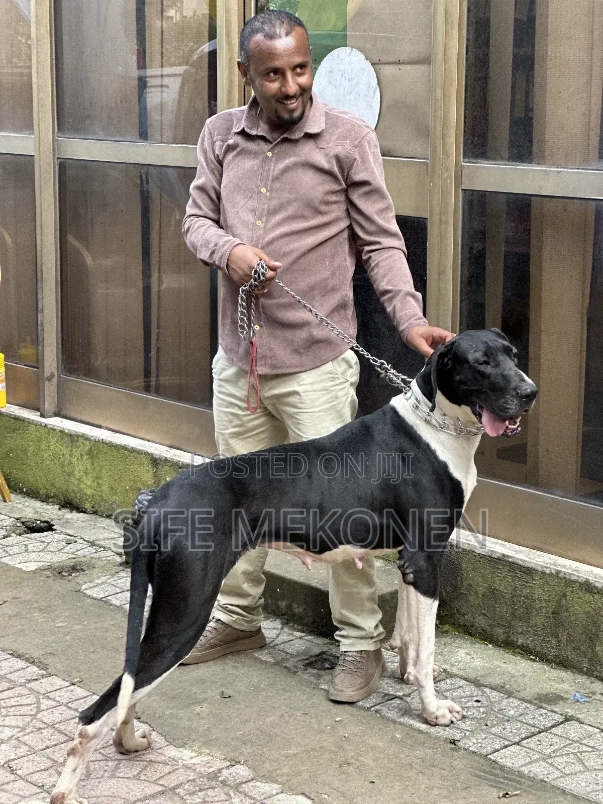 1-3 months Male Purebred Great Dane