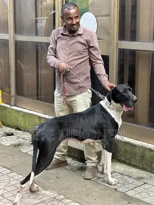 1-3 months Male Purebred Great Dane