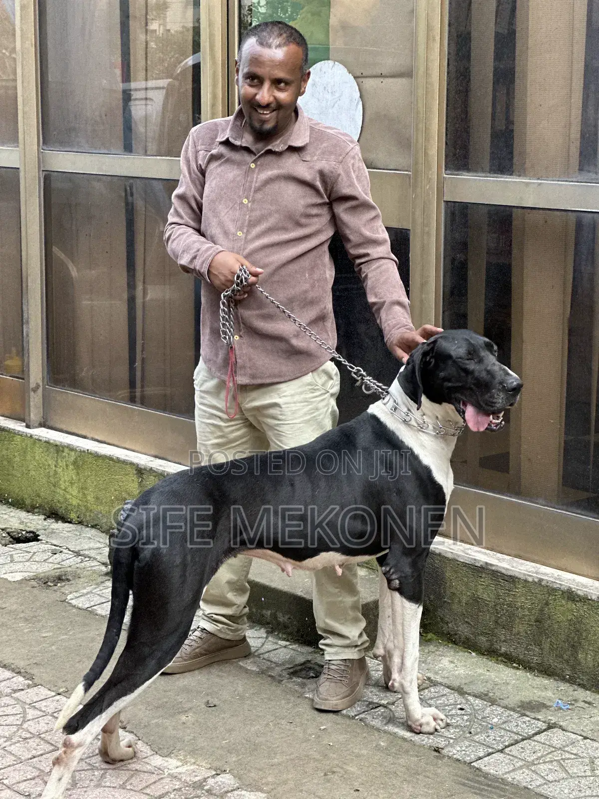 1-3 months Male Purebred Great Dane