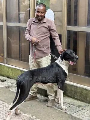 1-3 months Male Purebred Great Dane