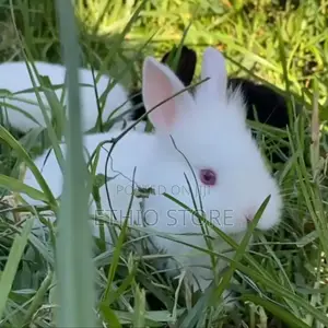 Rabbit With Fear Price Big Discount