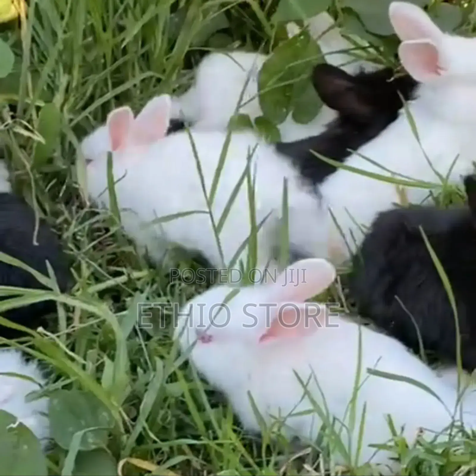 Rabbit With Fear Price Big Discount