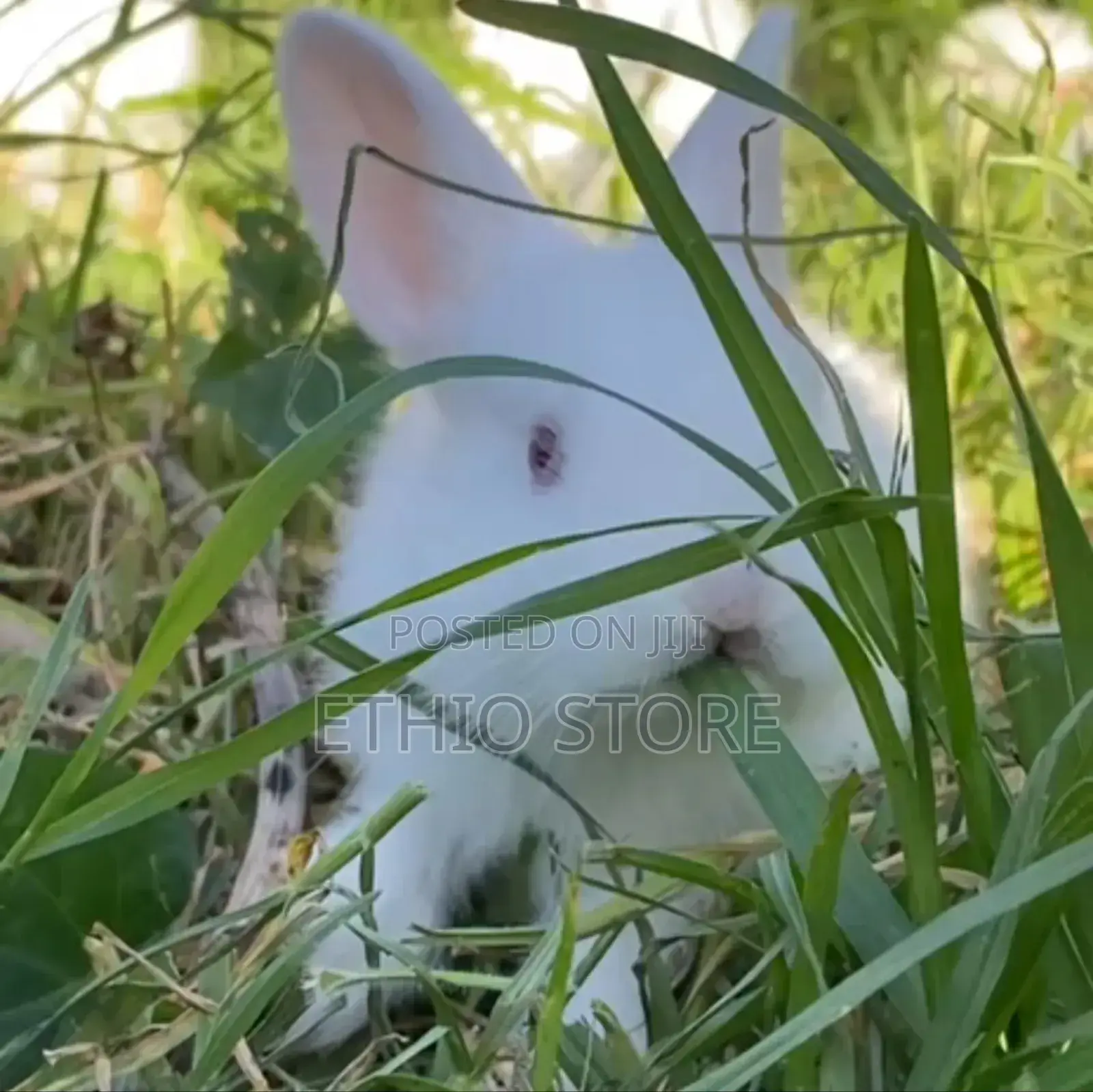 Rabbit With Fear Price Big Discount