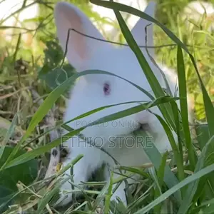 Photo - Rabbit With Fear Price Big Discount