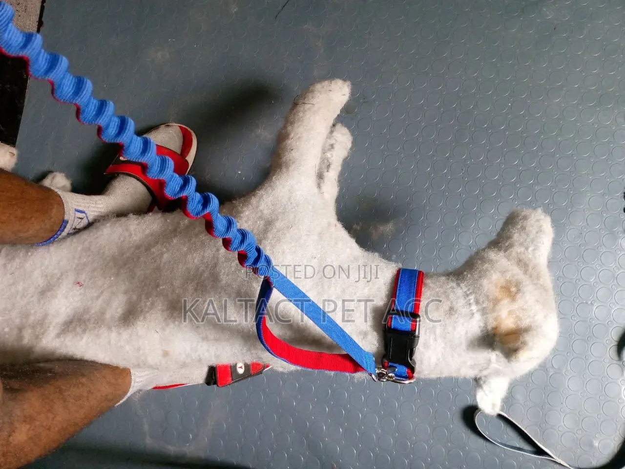 Complete Leash and Collars