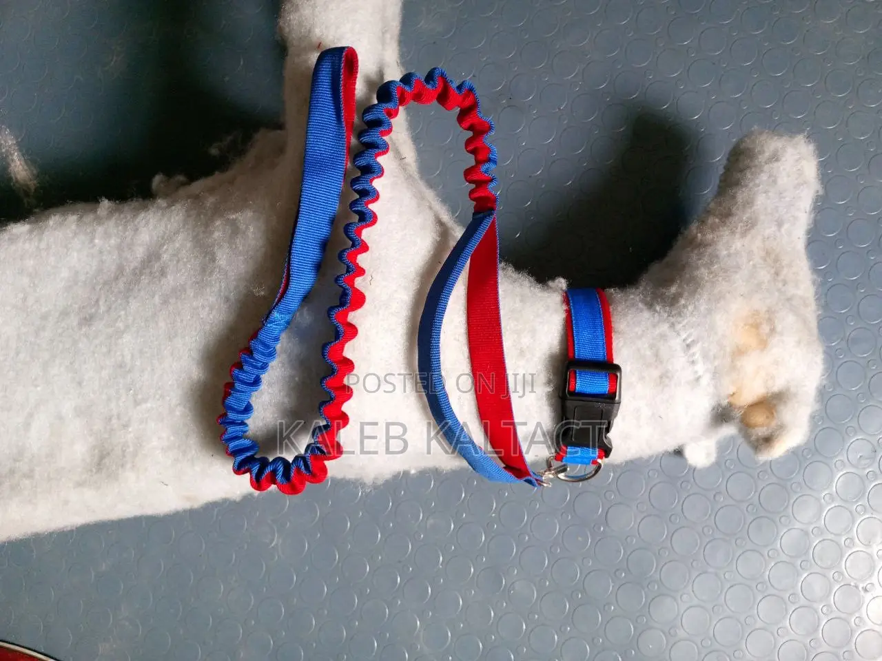 Complete Leash and Collars