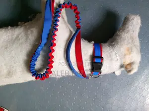 Complete Leash and Collars