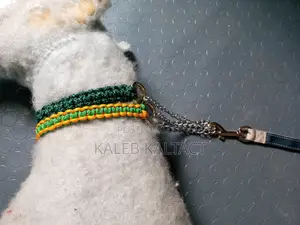 Heavy Duty Paracorde Collar and Leash