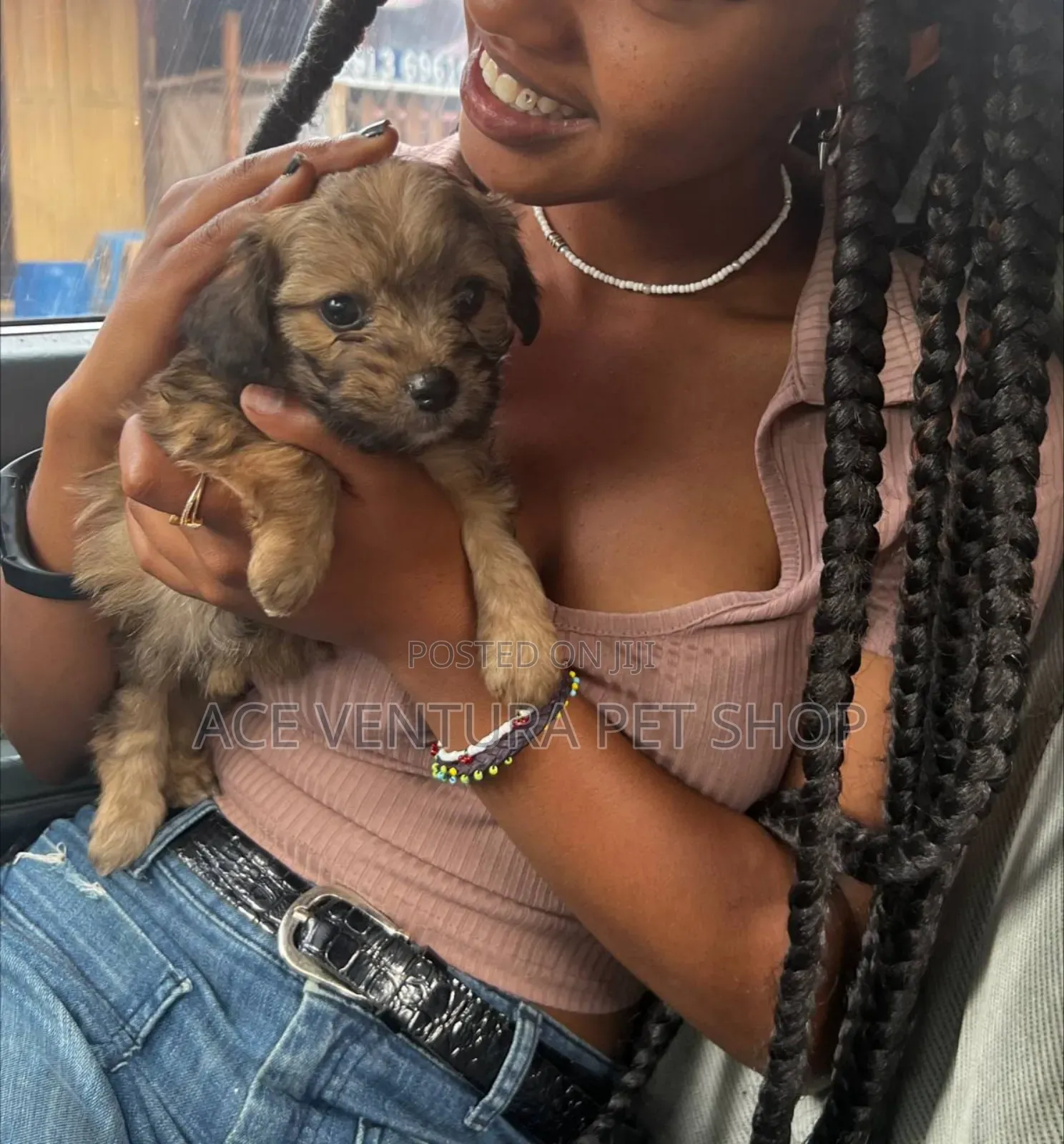 1-3 months Male Purebred Maltese Shih Tzu