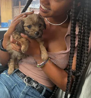 Photo - 1-3 months Male Purebred Maltese Shih Tzu