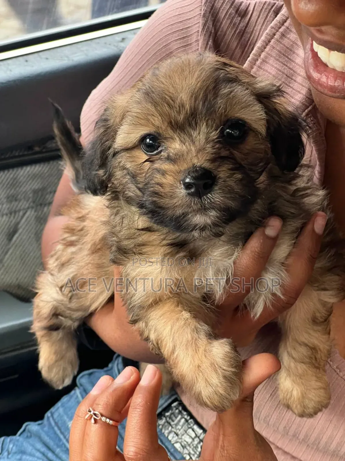 1-3 months Male Purebred Maltese Shih Tzu