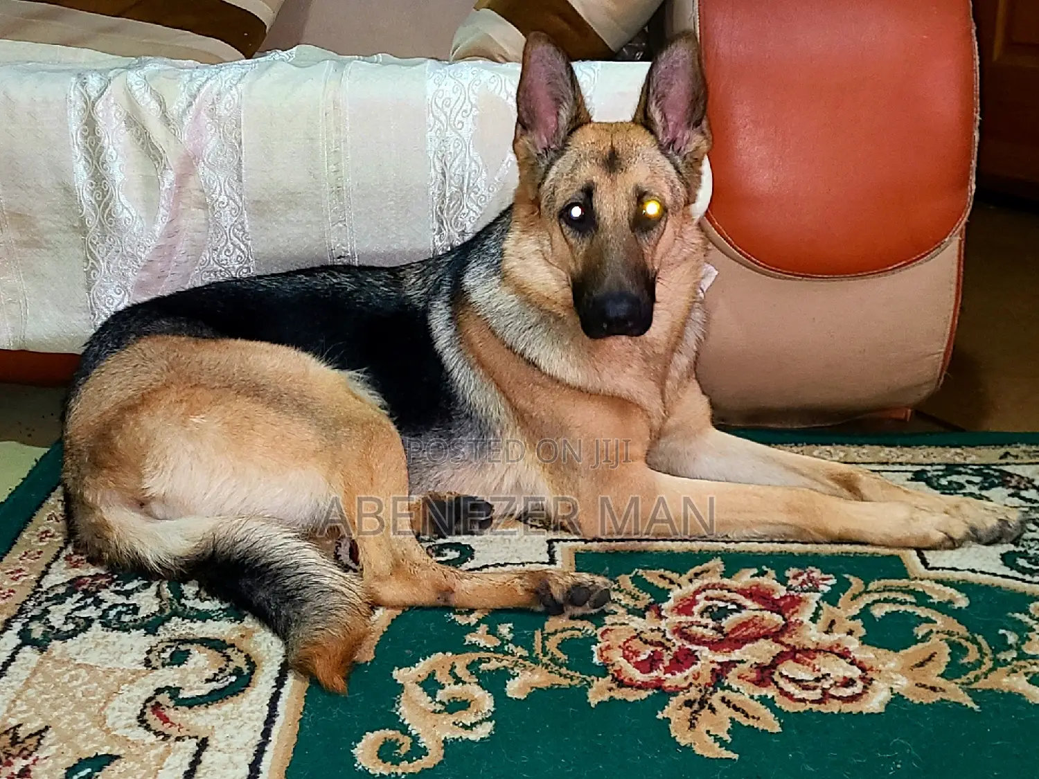 0-1 month Male Purebred German Shepherd