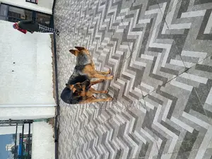 0-1 month Male Purebred German Shepherd