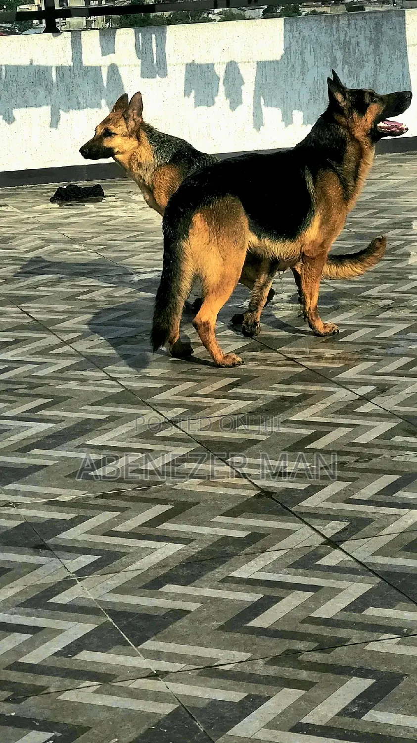 0-1 month Male Purebred German Shepherd