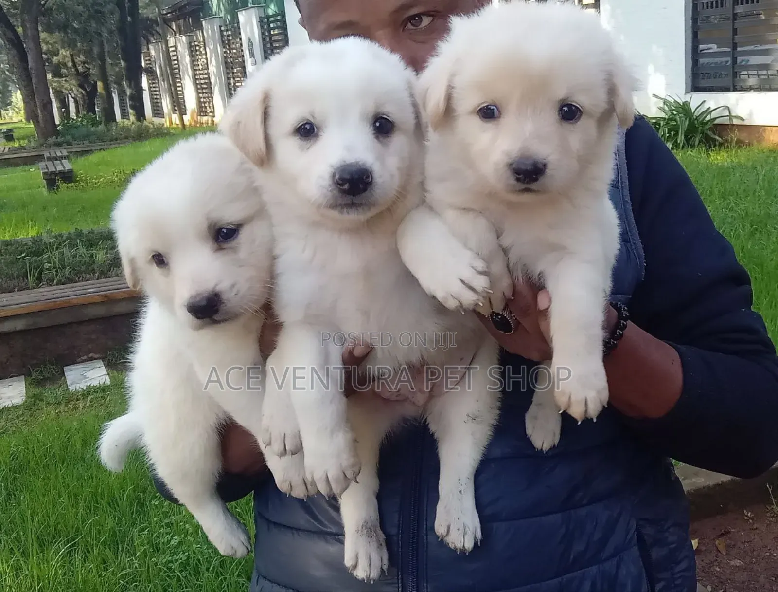 1-3 months Male Purebred Maltese