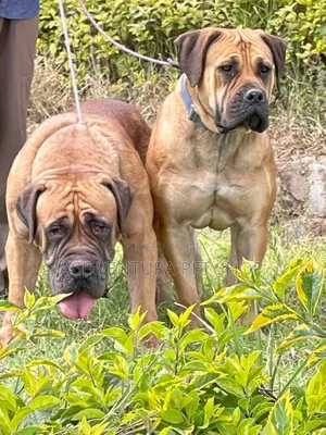 Photo - 1-3 months Male Purebred Bullmastiff